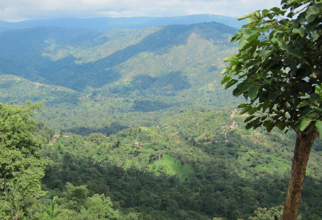 Ethiopia Mokamba - Full City Roast (Light)