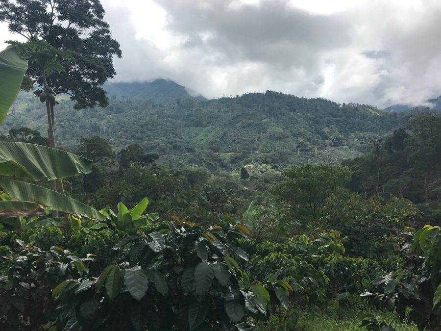 Peru APROSELVA Fairtrade Organic - Vienna Roast (medium)