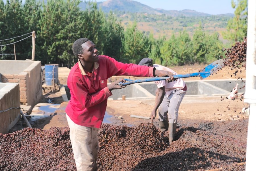 Tanzania Peaberry Zanzibar - French Roast (Dark)